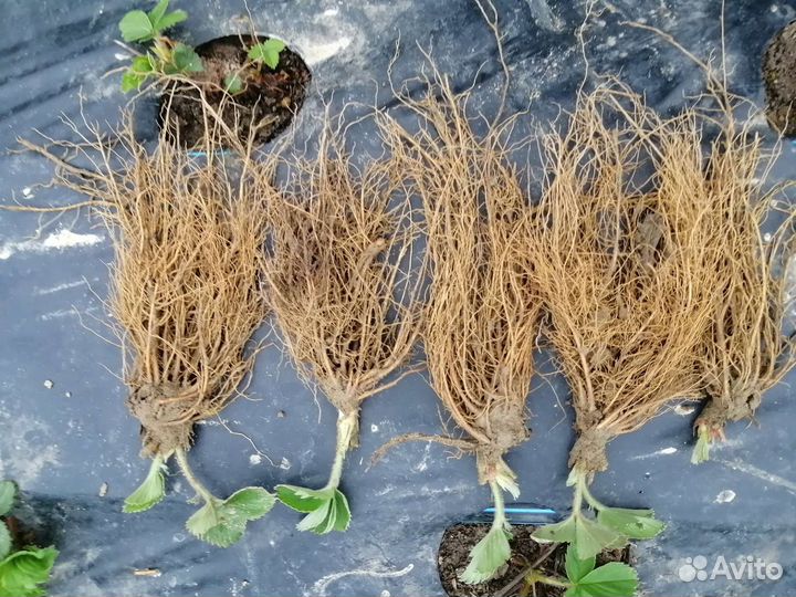 Рассада клубники джоли