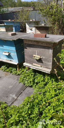 Пчёлосемьи