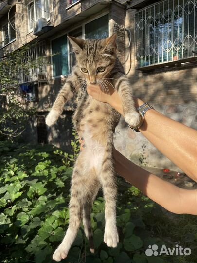 Котенок в добрые руки