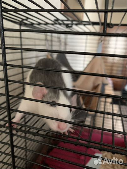 Крыса дамбо