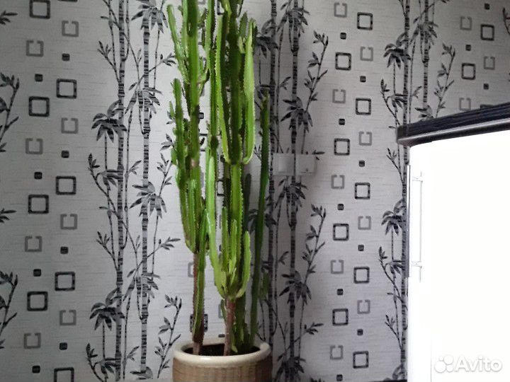 Цветы для дома и офиса