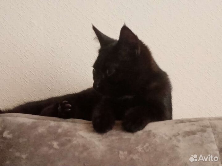 Черный котенок в добрые руки