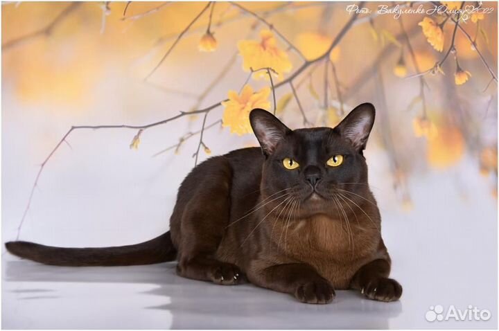 Бурманские котята