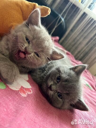 Шотландские котята