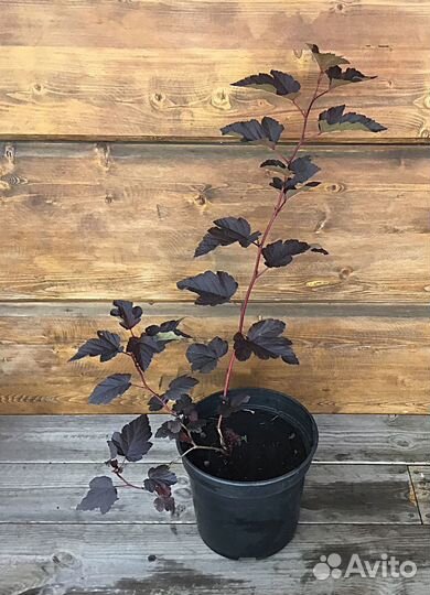 Саженцы пузыреплодника