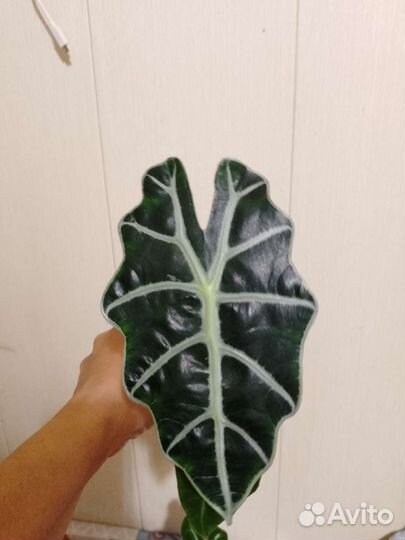 Алоказия полли