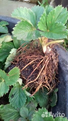 Рассада клубники