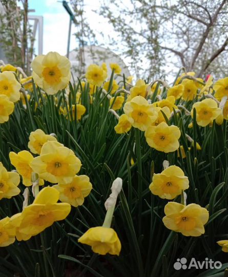 Нарцисы