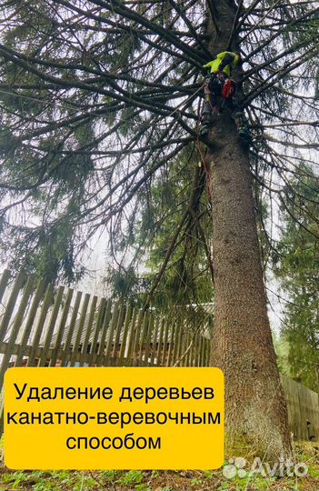 Расчистка участков. Спил деревьев