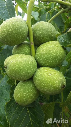 Грецкий орех