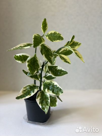 Педилантусы