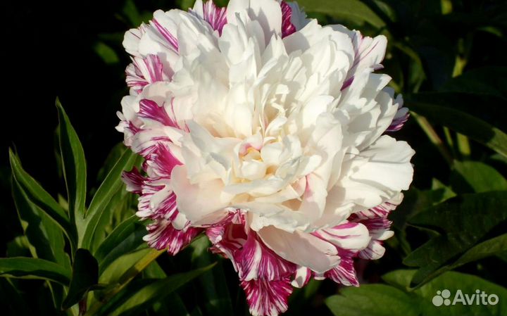 Саженцы пионов сорт Кенди Страйп