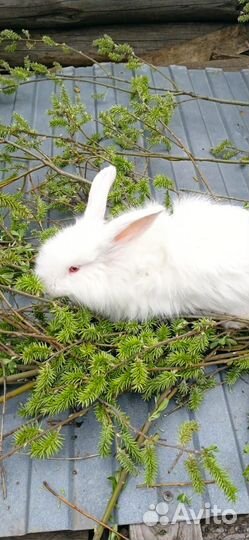 Самцы,самки и крольчата