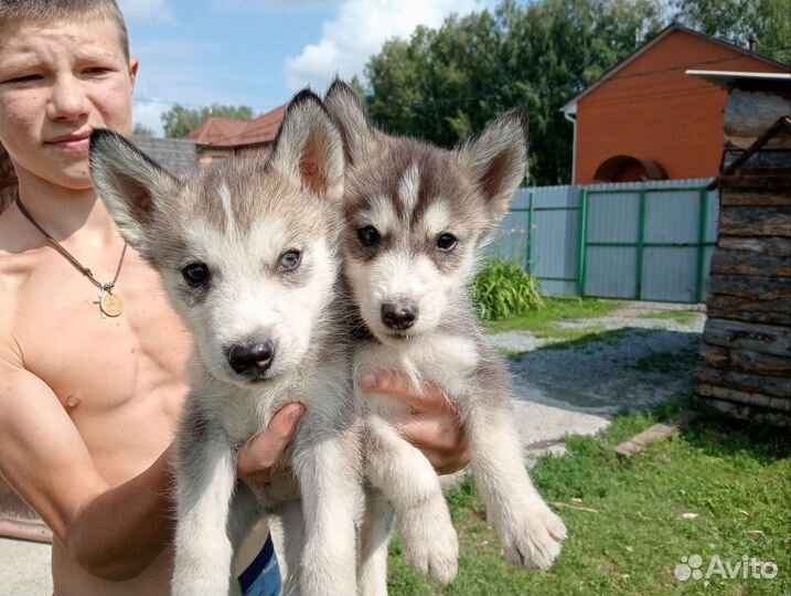 Щенки сибирской хаски
