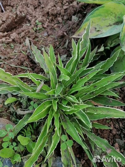 Хоста растение