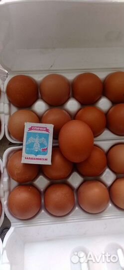 Домашние куриные яйца