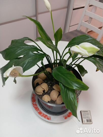 Спатифиллум (Женское Счастье)