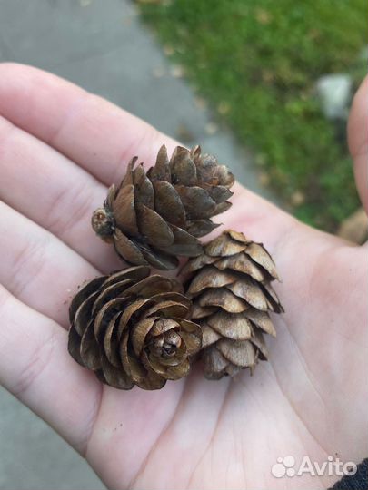 Шишки лиственницы