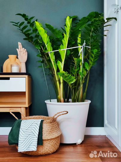Крупные комнатные растения. Эухарис, замиокулькас