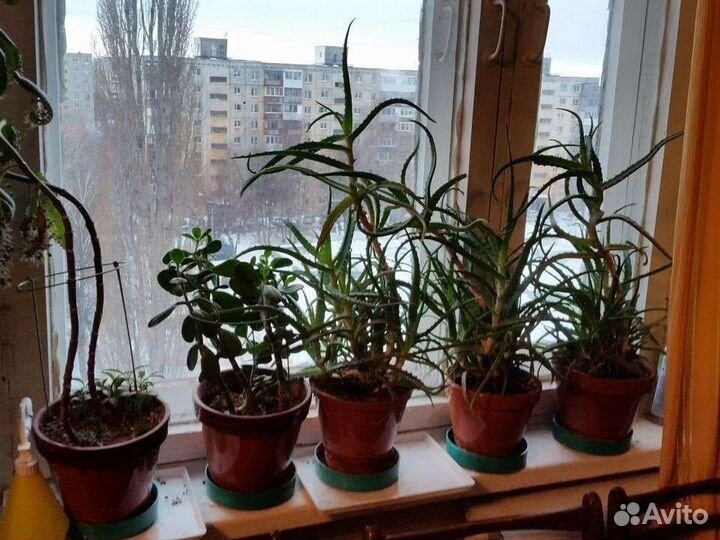 Алоэ, каланхоэ