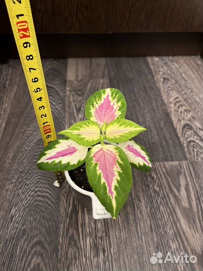 Неприхотливые комнатные растения