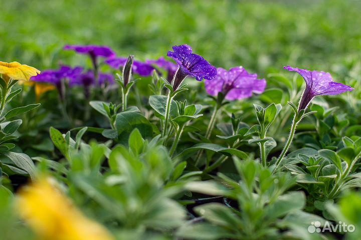 Рассада цветов