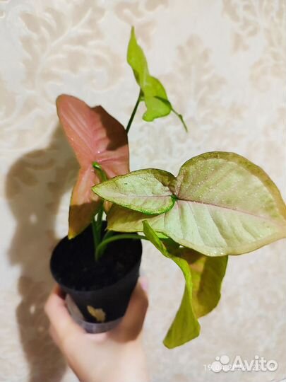 Сингониум неон пинк