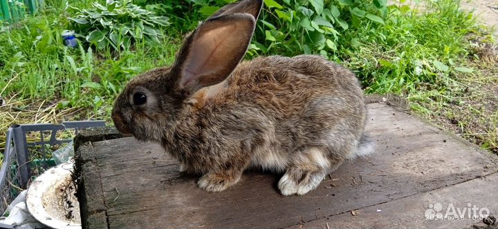 Продам кроликов