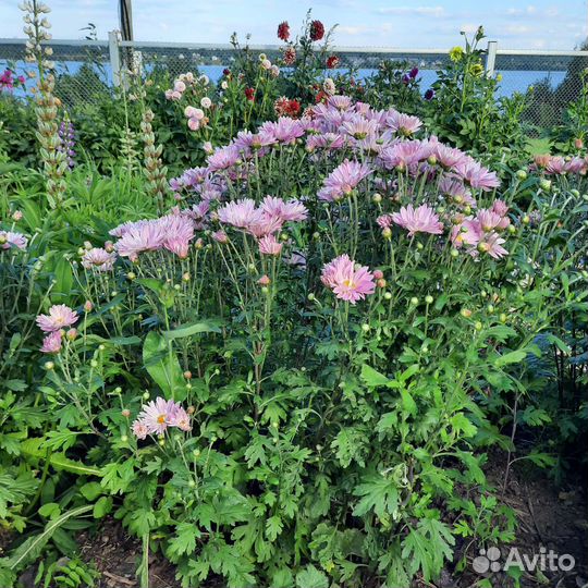 Хризантема