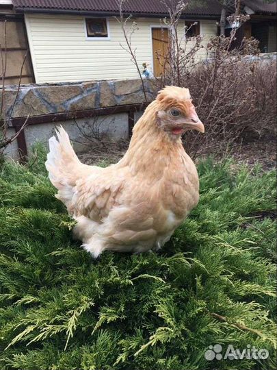 Цыплята и доминанты по заказ, подрошеные