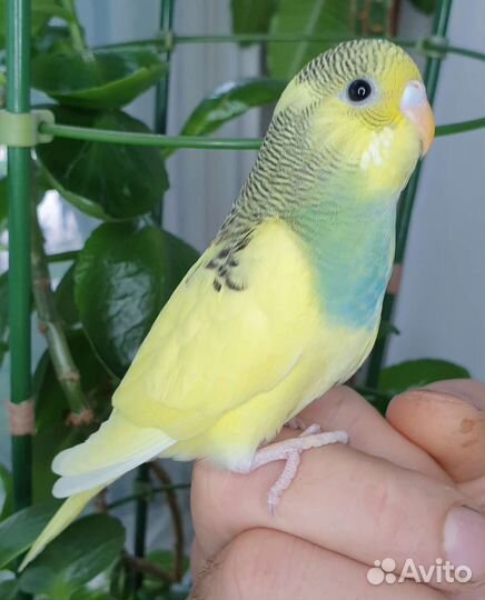 Птенец волнистого попугая