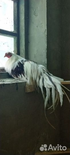 Петухи Йокогама