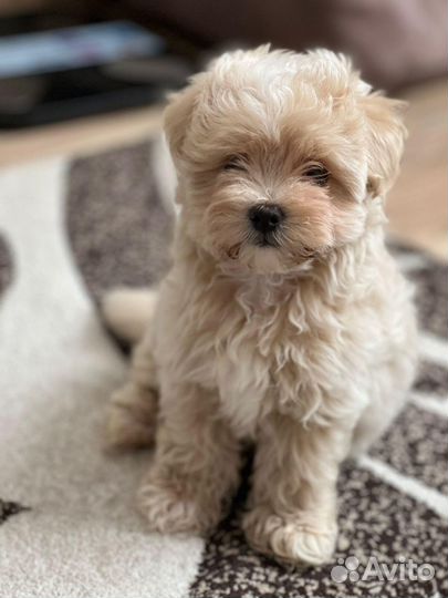 Мальтипу самые модные