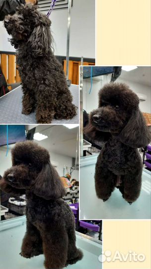 Стрижка собак И животных. Груминг питомцев