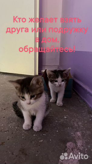 Котята в добрые руки бесплатно
