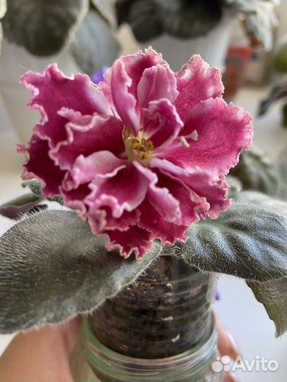 Укоренённые листы фиалок