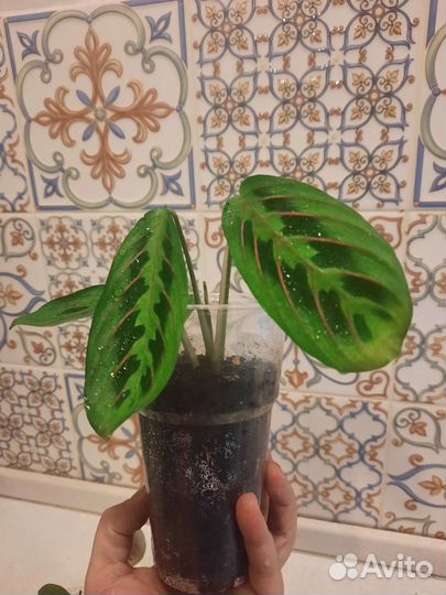 Маранта триколор