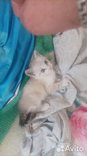 Отдам в добрые руки, котёночка