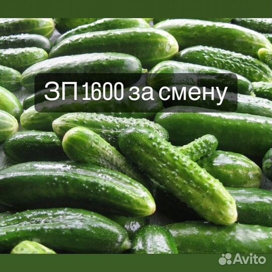 Рабочий в теплицу