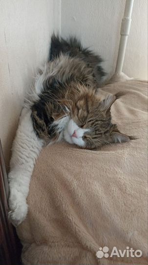Кот на вязку