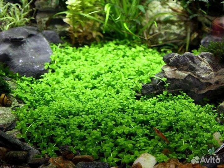 Аквариумные растения