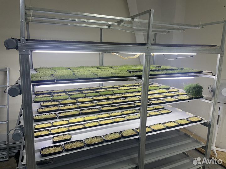 Трава для кошек собак пророщенная пшеница