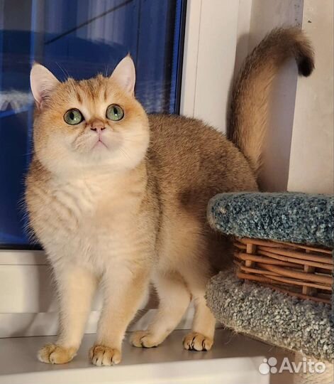Шотландский кот для вязки золотая шиншилла