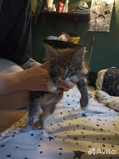 Котенок в добрые руки