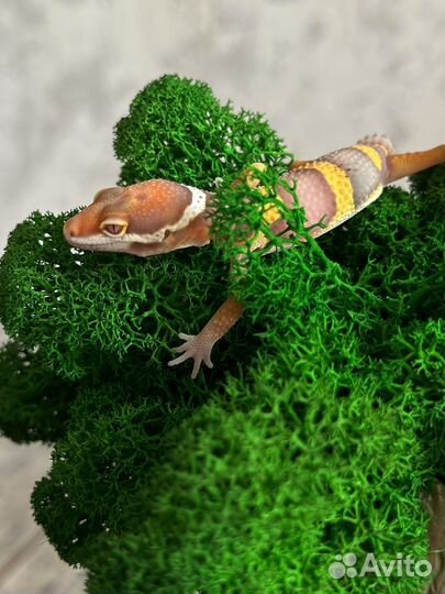 Эублефар малыш