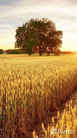 Яйцо куриное