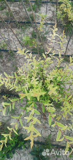 Ива Хакуро Нишики на штамбе