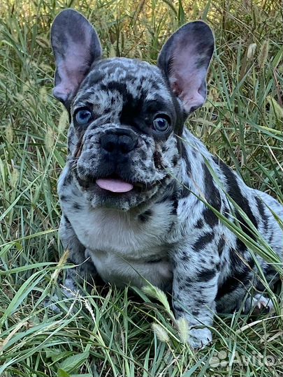 Цветные щенки Французского бульдога