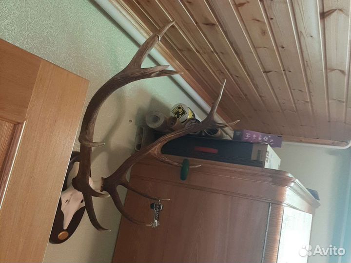 Рога оленя с черепом