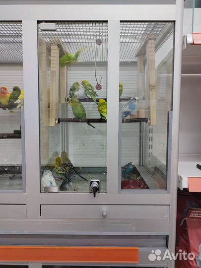 Попугаи разные